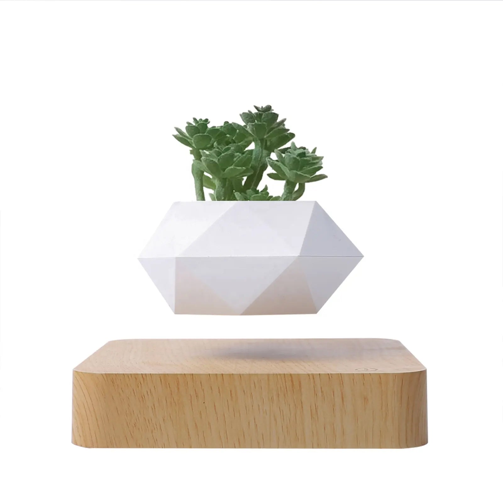 levitating air plants