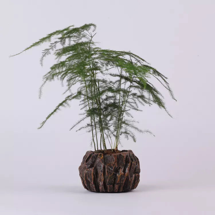levitating air plants